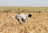 SETTER ANGLAIS 150